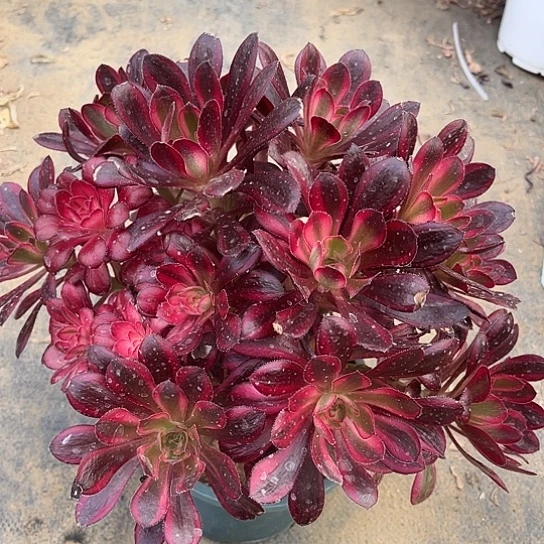 馨*多肉植物法师30号