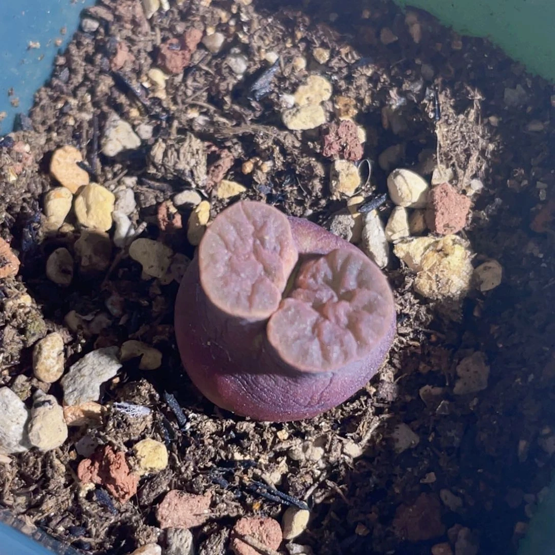 荧光粉窗磁铁植物一物一拍