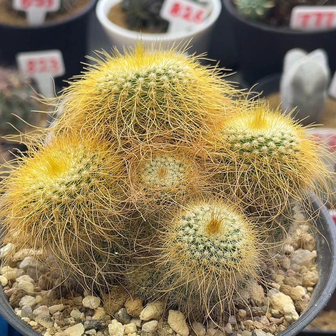 雪人金丝猴仙人球多肉