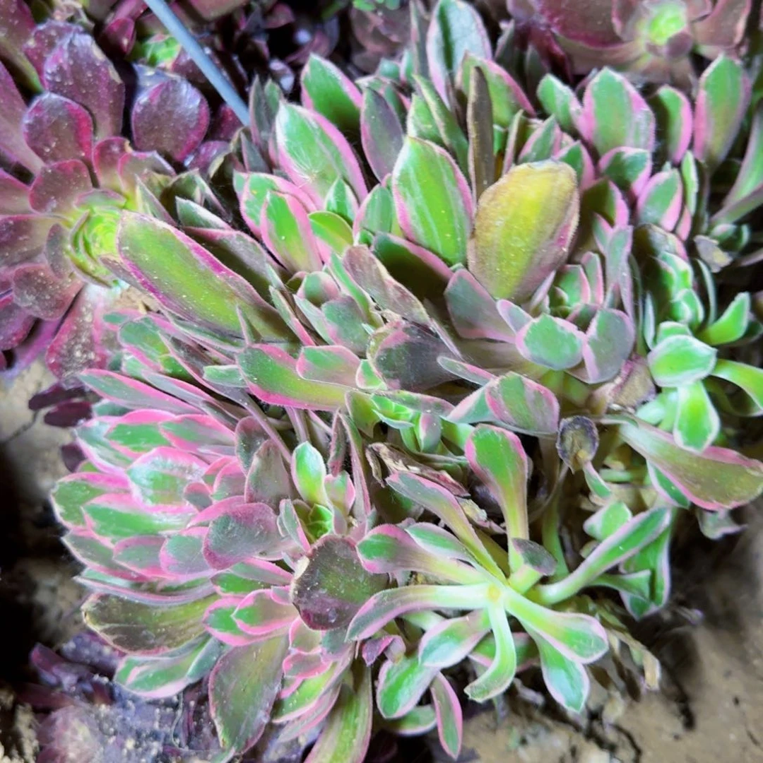 超大浣纱法师满20包邮