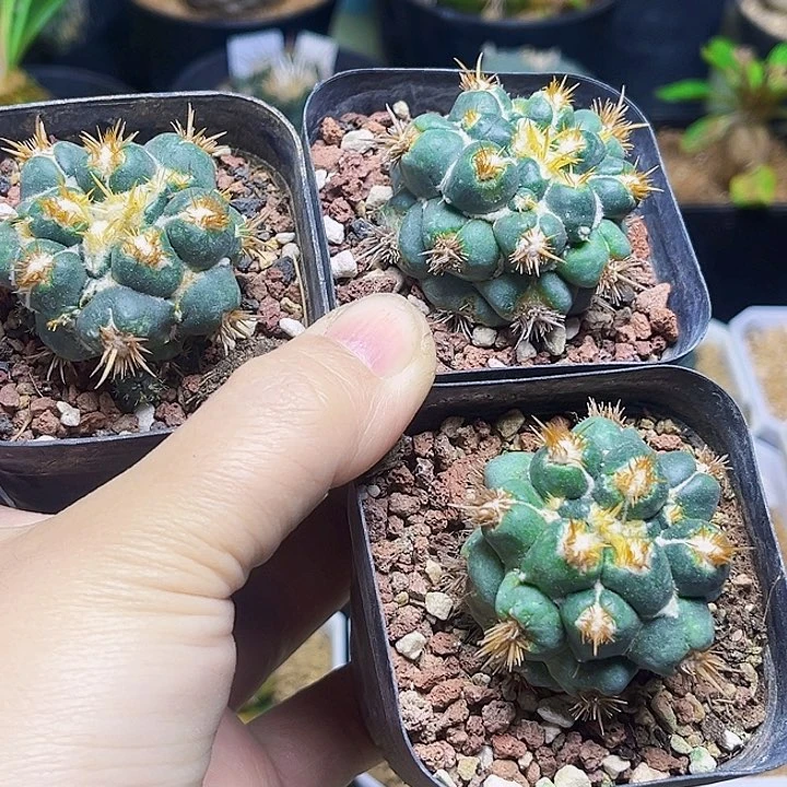 老*精刺缀象牙丸自根球3颗