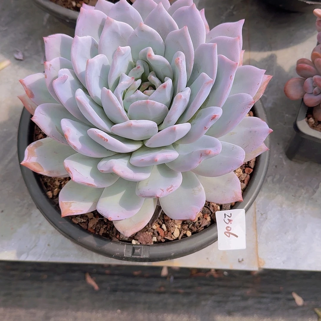 ～***～2506雪莲杂多肉植物