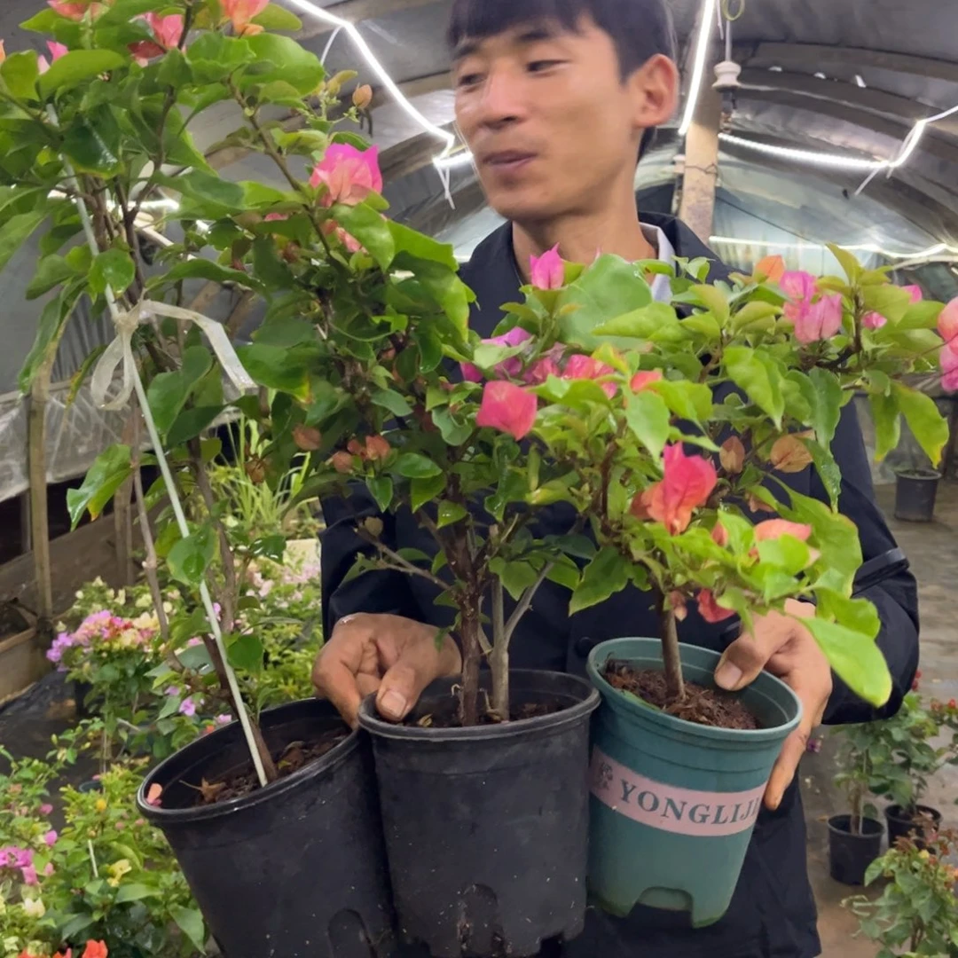 完全开放（阿朱娜）三角梅会落花落叶会光杆苗有大有小