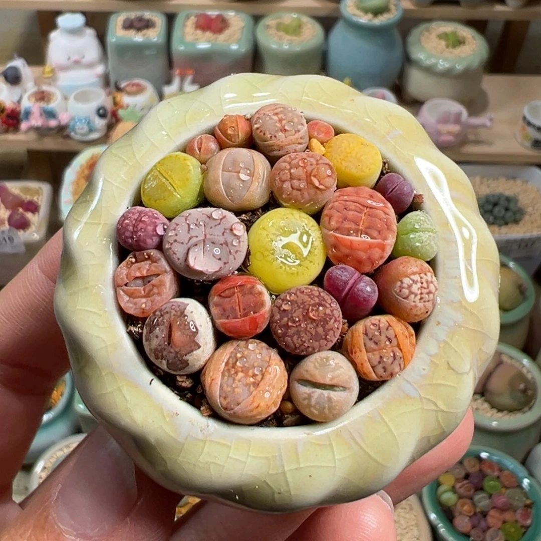 多肉植物1号拼盘