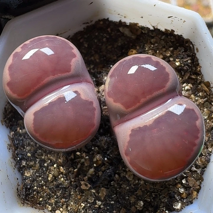 12111生石花。   276