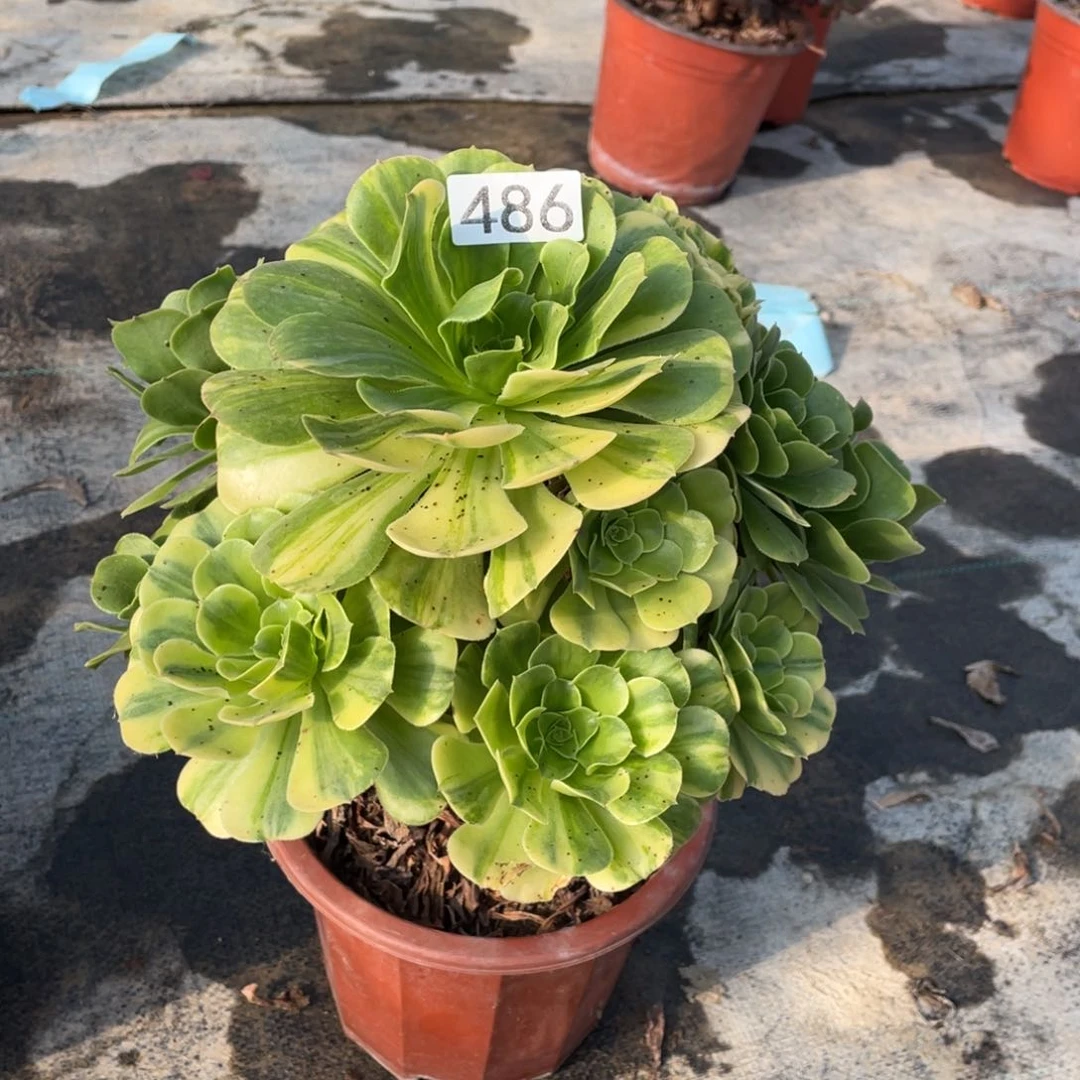 五彩琉璃多肉植物