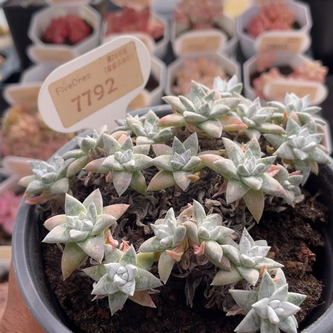 白菊7792-11.5厘米