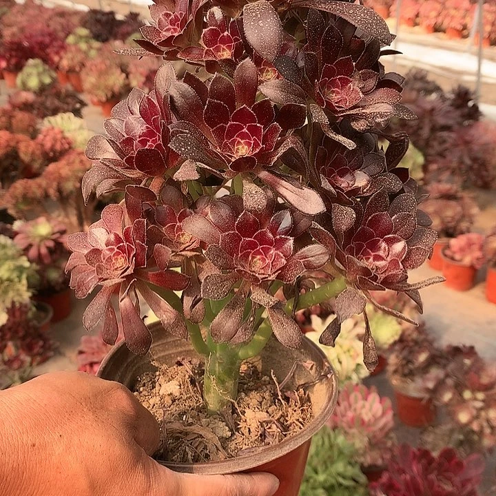 955酒红多肉植物