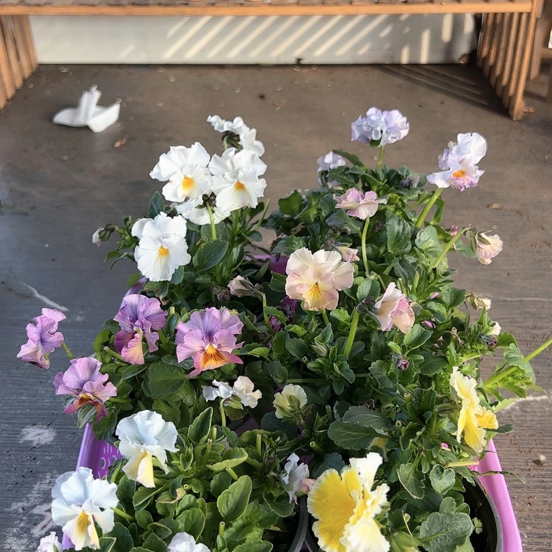 【闪购商品】134号