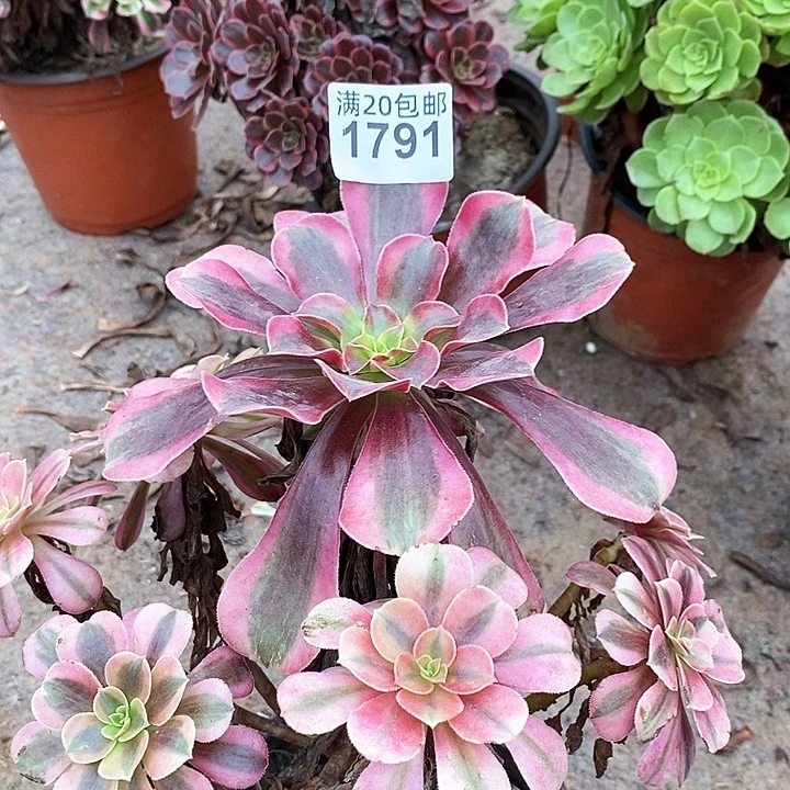 1791 一颗法师多肉