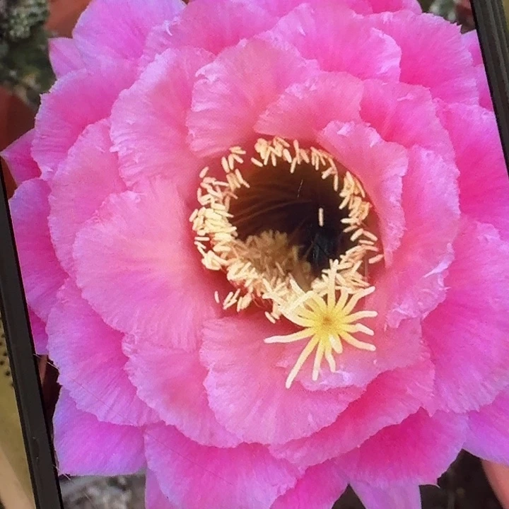 糖果侧芽5公分左右毛花柱（20包邮）