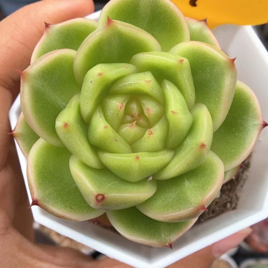 油透珍妮可拍201号。