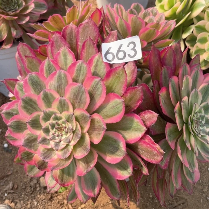 663多肉植物粉铜