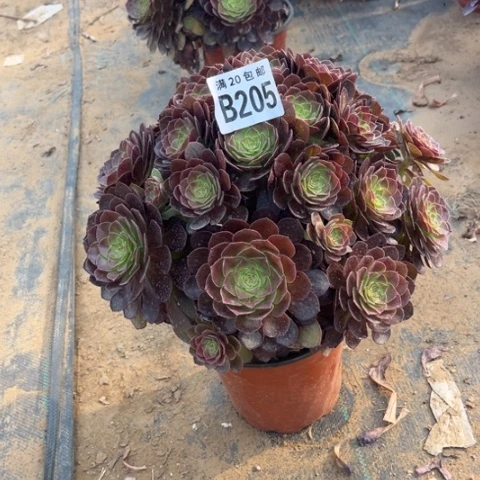 205黑骑士不包断枝