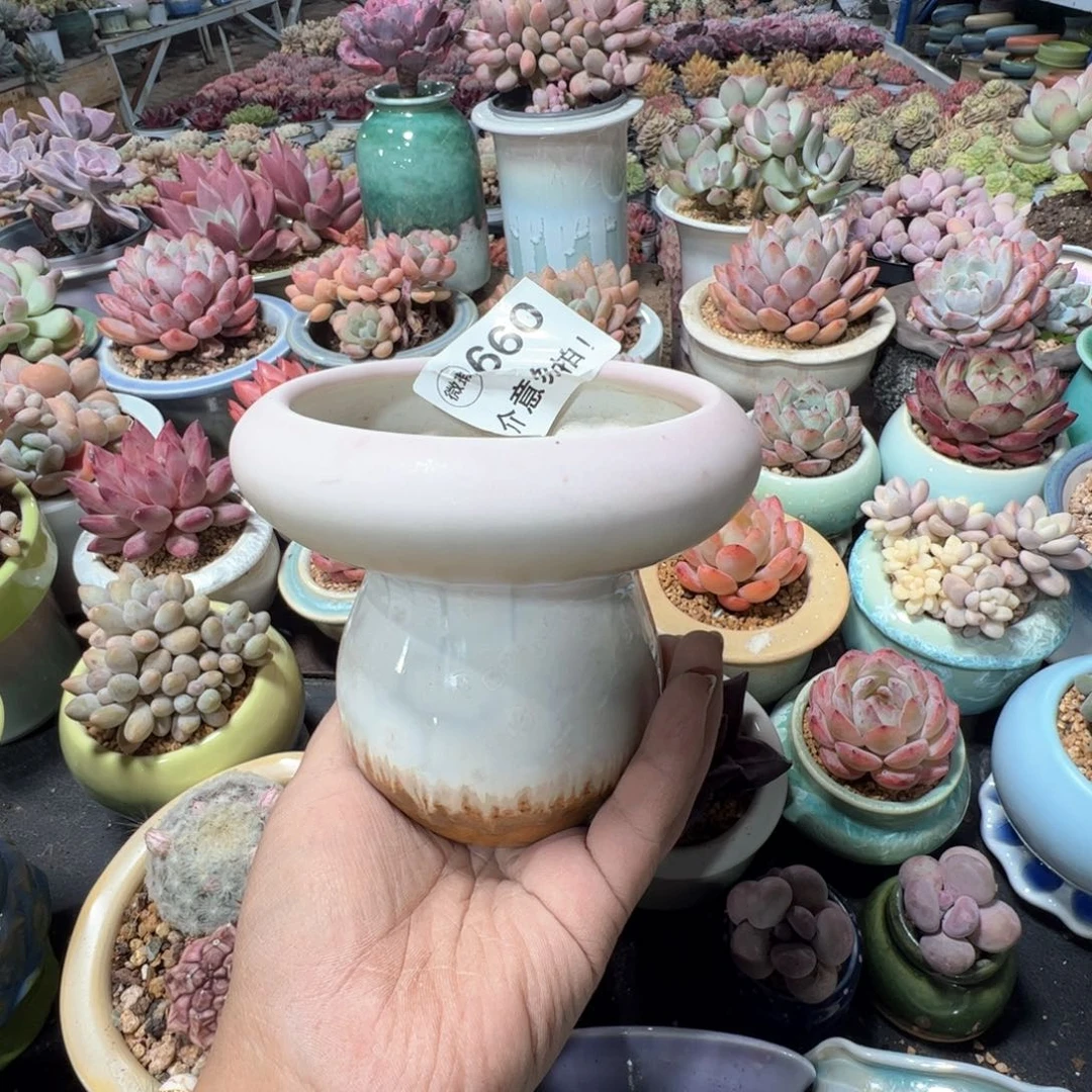 凑满50发货 内口10