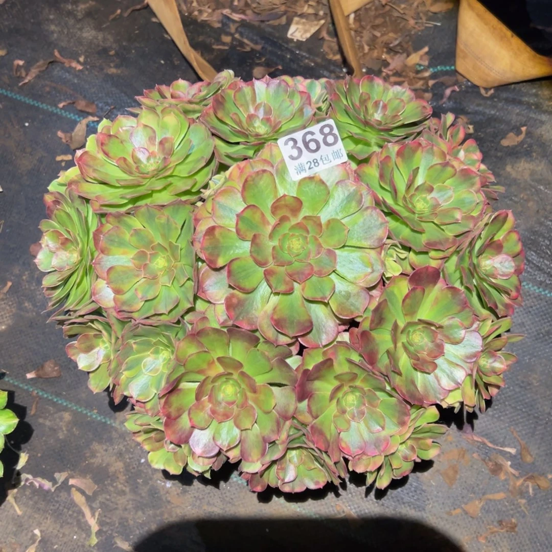 多肉植物368雨河的