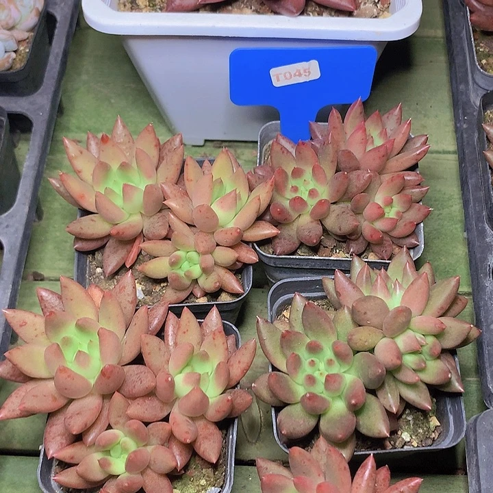 t045婕斯娜三头脱土