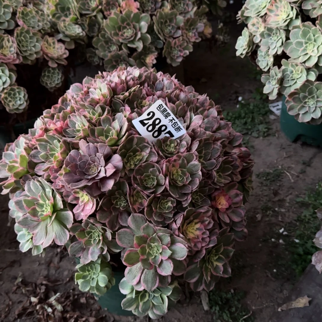 小***姐17-1法师海仙2887