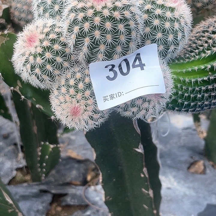 君*304号三角接皇冠虾7头