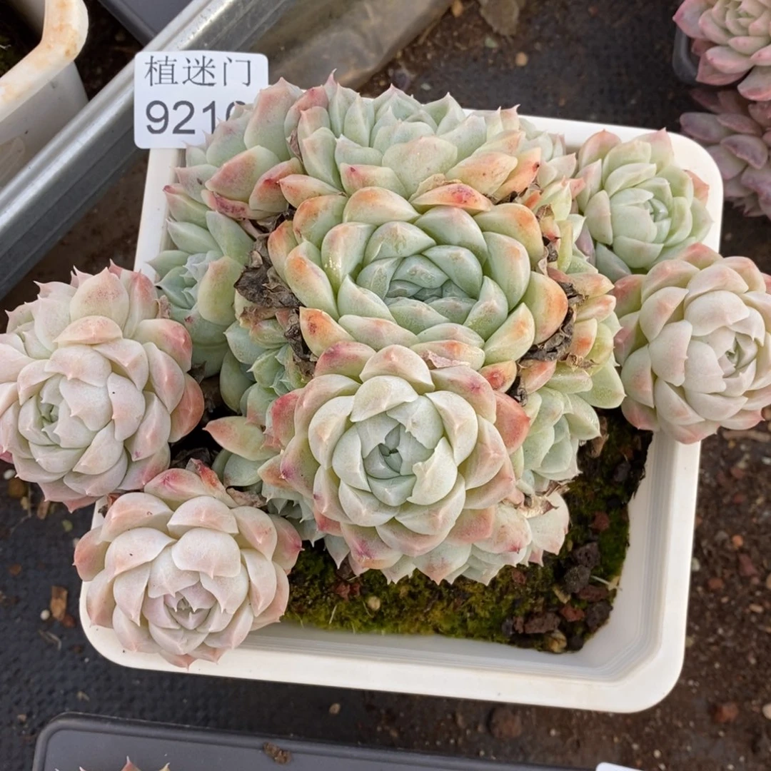 中***2杂交精品多肉9216~15厘米