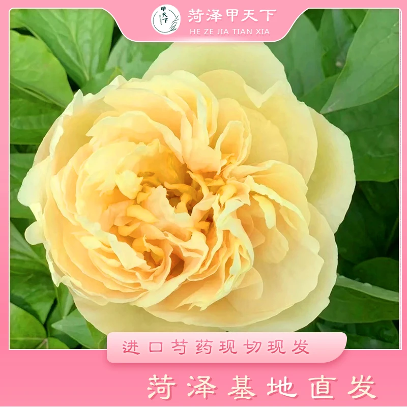 【A+级阳光女孩现货】进口芍药鲜切花重瓣千层 基地直发 送保鲜剂