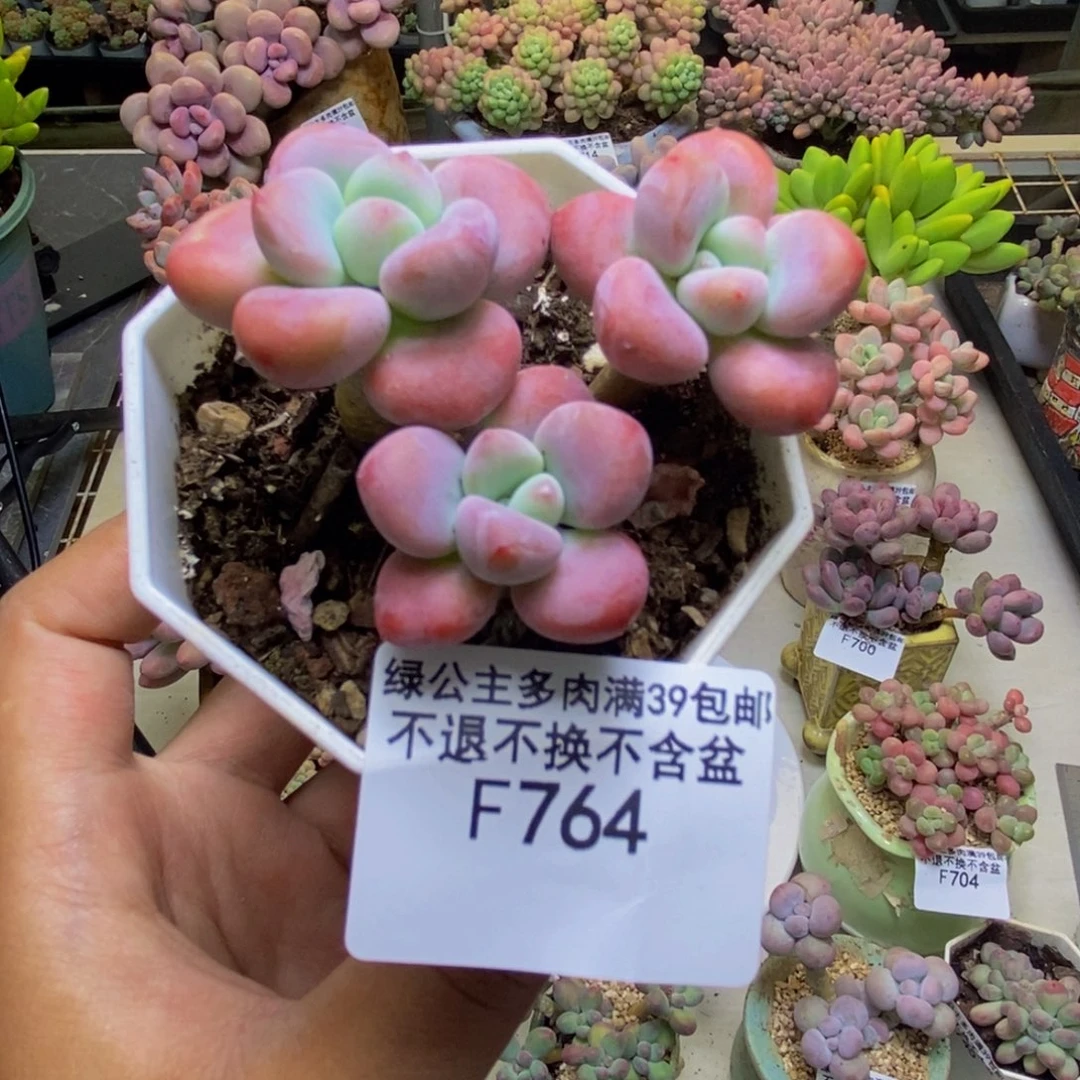 764樱花洛神多肉不包整