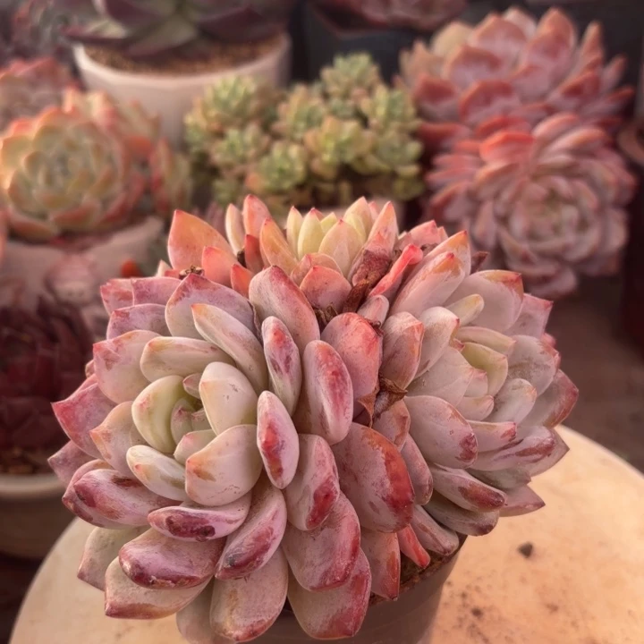 橙梦露缀化多肉植物