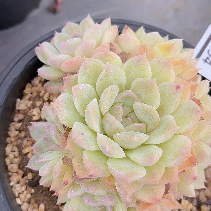 女王杂1794多肉植物