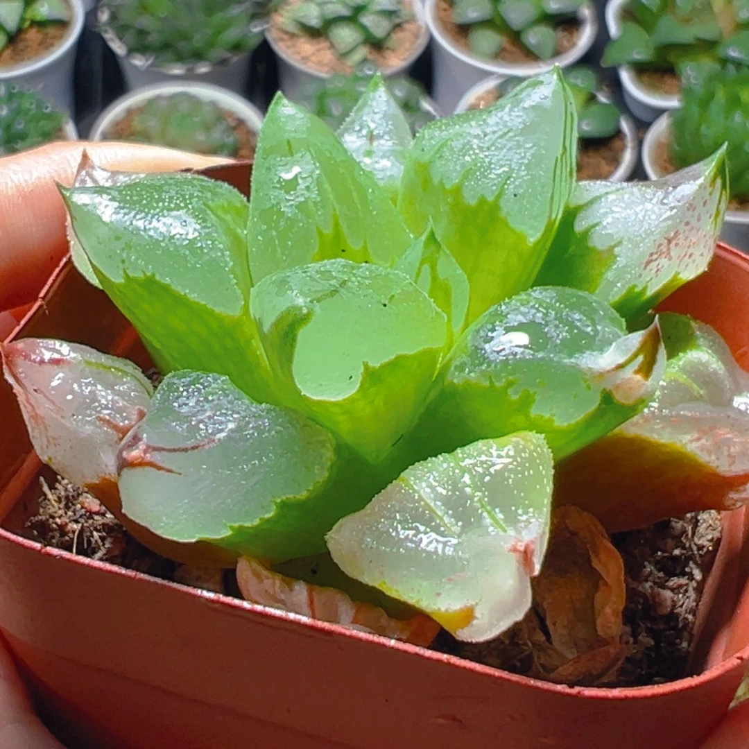 冰城寿多肉多肉多肉