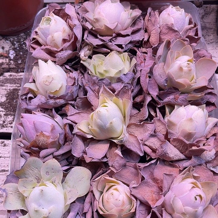 山地玫瑰12颗一物一拍