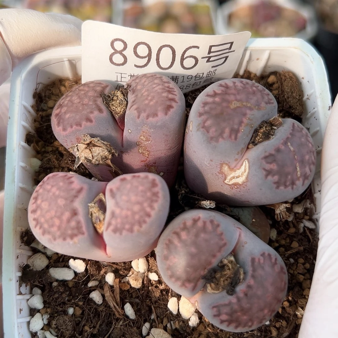 8906紫李大双头两颗组合