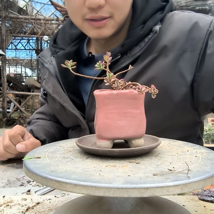 娇小盆景小植物一物一拍175