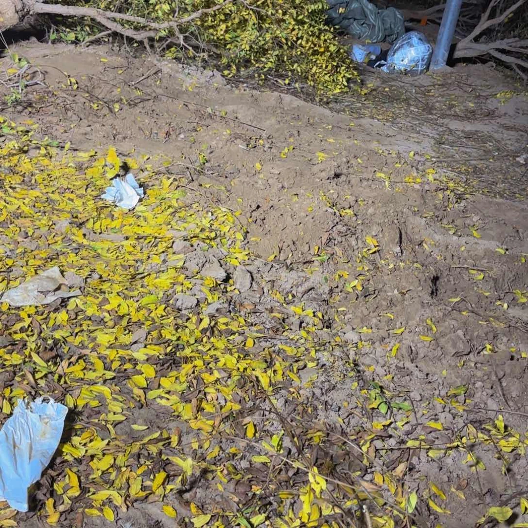 完全开放突尼斯软籽石榴树