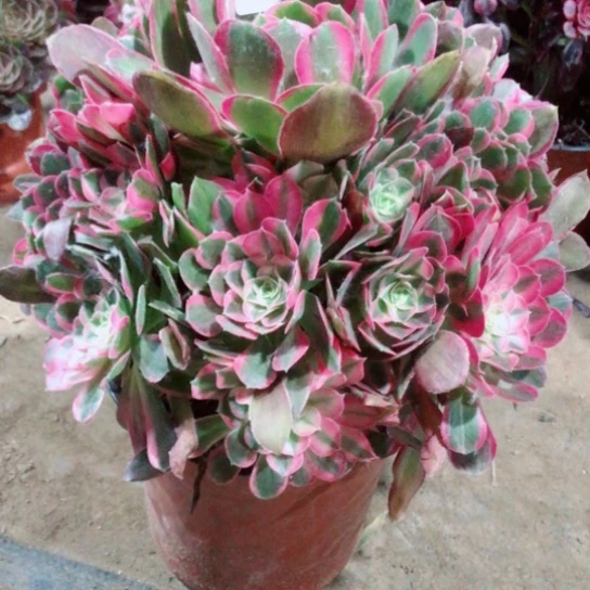 无花朵开**_男神男神828号