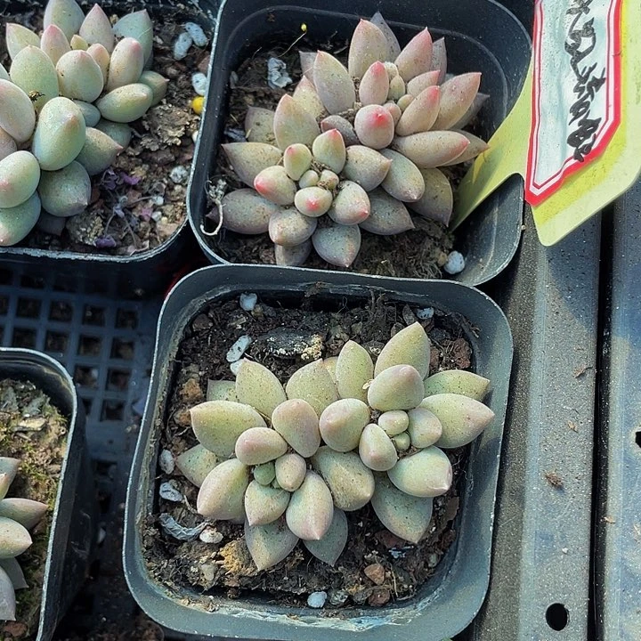 双头红蜻蜓带盆土