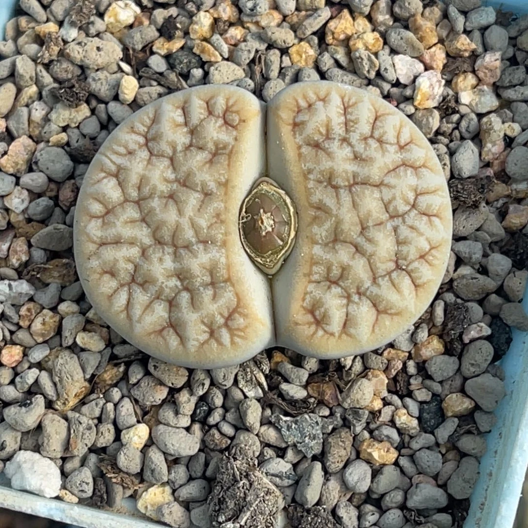 2954睫毛铁荒一颗3.8服盆