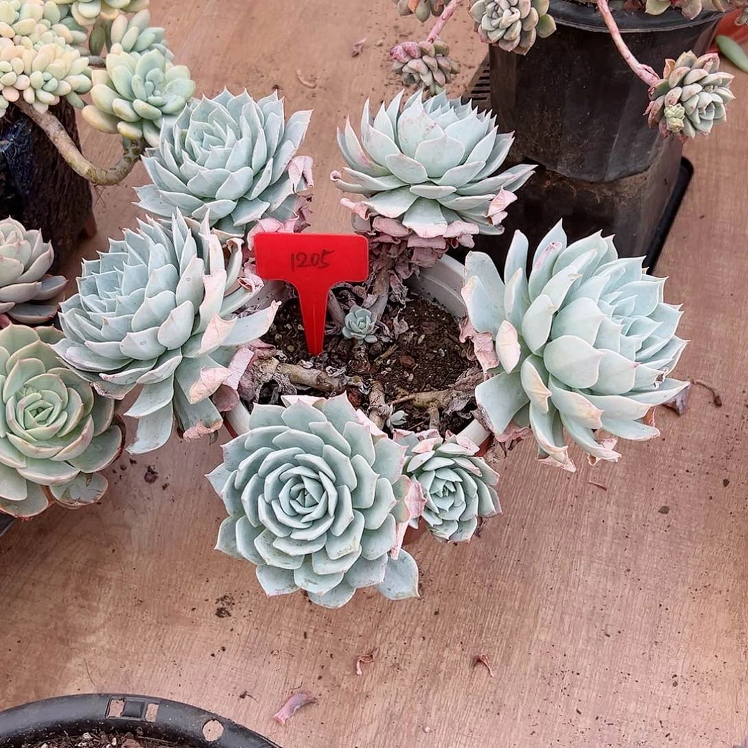 蔡*娥1205薄叶蓝鸟多肉植物