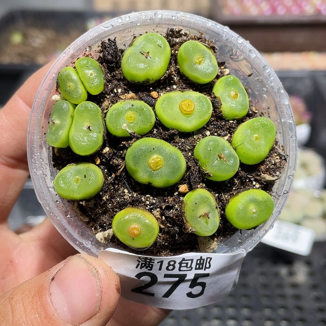 275当天凑满十八元包邮生石花