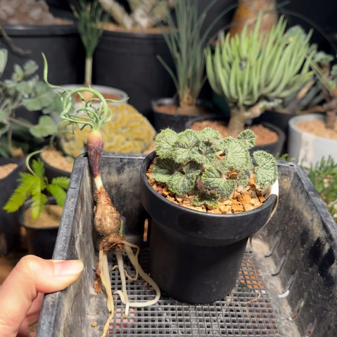 福袋Gn弹簧草圆叶洋葵