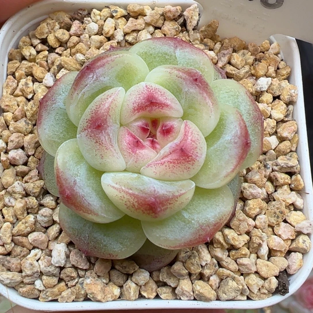 176号玩家货 晗雨多肉