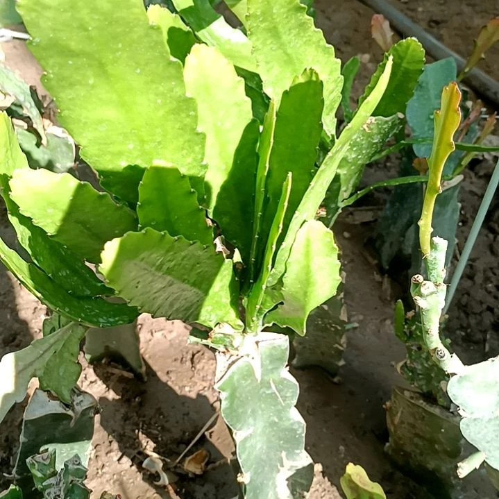 有***好完全开放令箭何花东北小粉