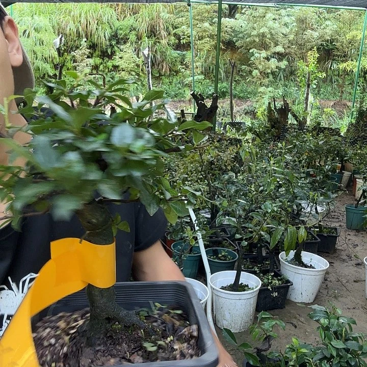 初***熙无花朵金蛋子容易成活