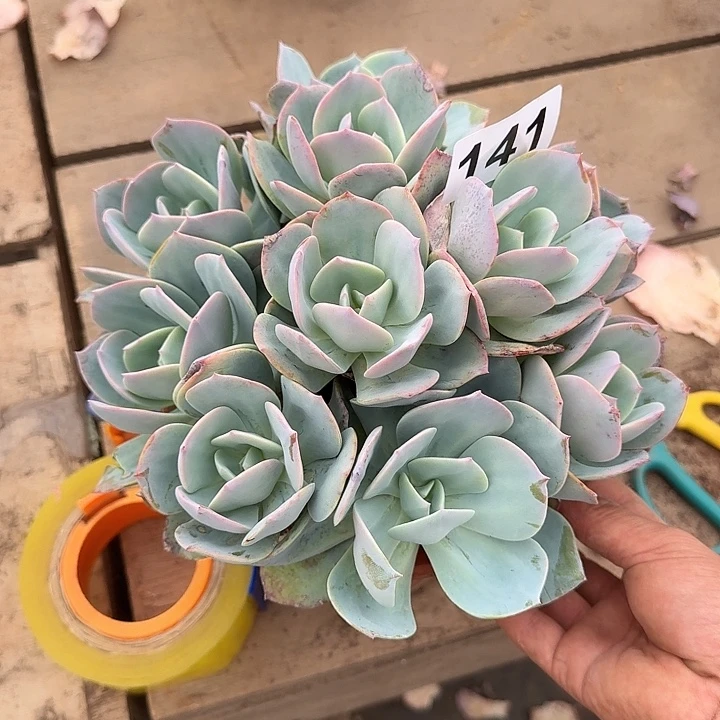 ༺***ღ141白凤一个一物一拍