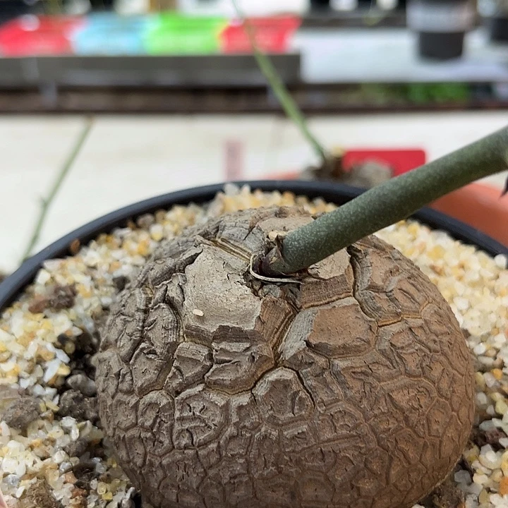 潮流植物龟甲龙021