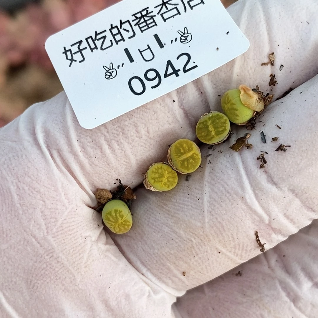 古*0942。零下拍保温。