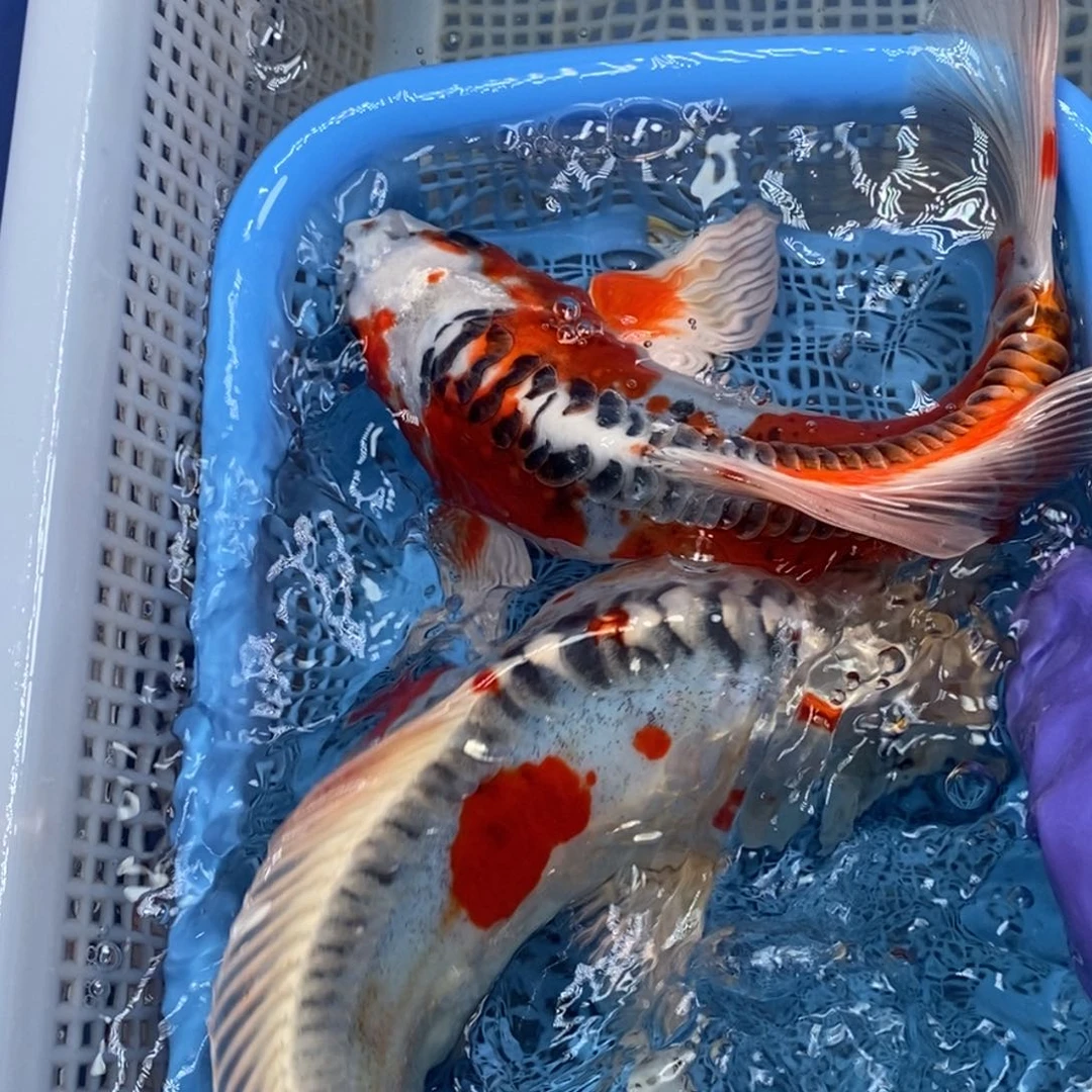 锦鲤冷水锦鲤包邮