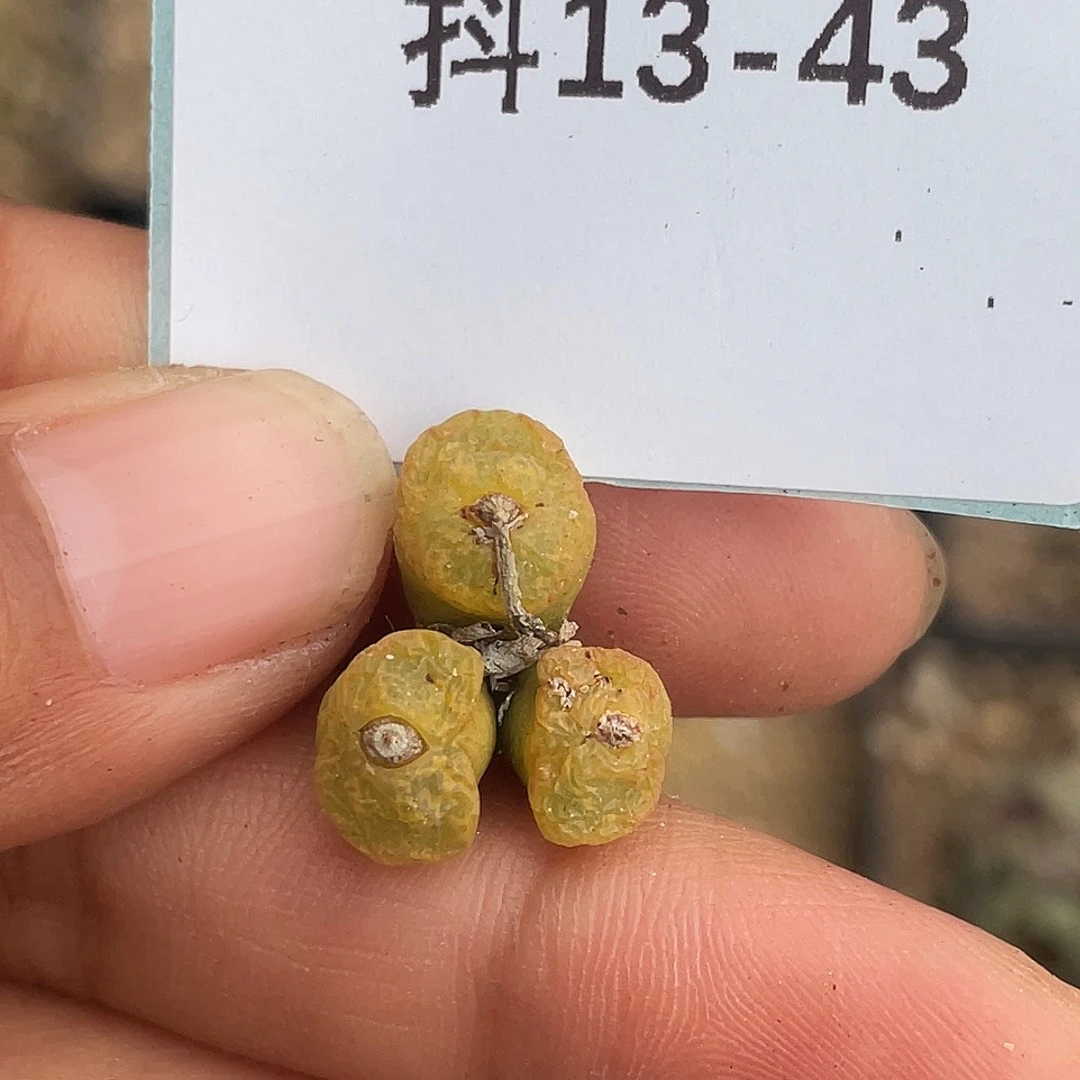 13-43勋章多肉植物