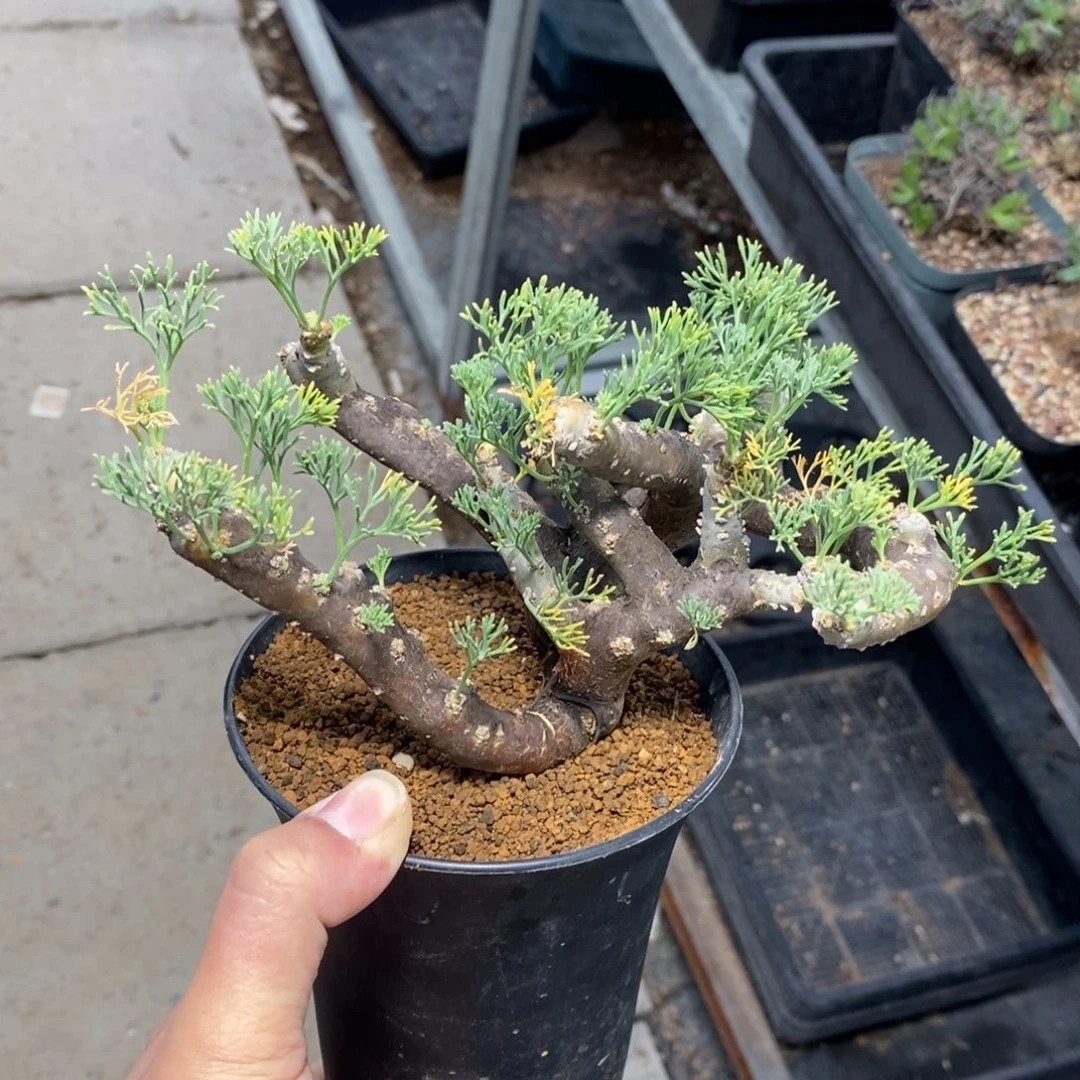 黑皮月界多肉植物