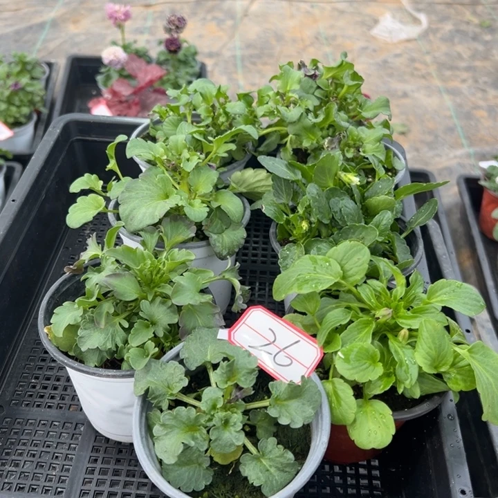 完全开放7盆角瑾26号无售后