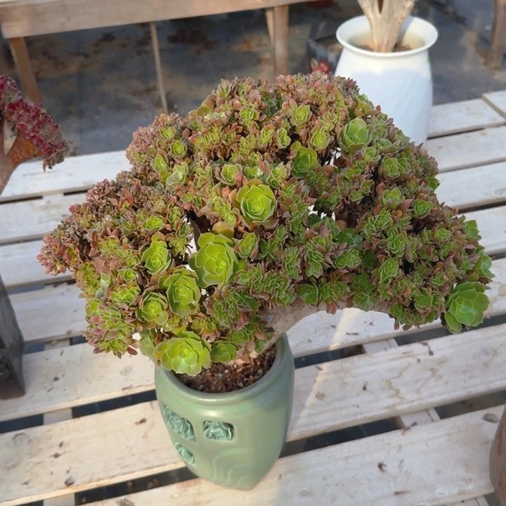 瑕疵特价法师特特特特033